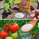 Spray This Simple Mixture and Get Rid of Weeds in Your Garden Easily!