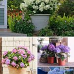 How To Grow Hydrangeas In Containers