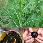 How to Make and Use Nettle Fertilizer Syrup for Growing Vegetables