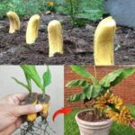 These Plants Are Oxygen Bombs & They Can Clean The Air In Your Home