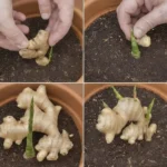 How To Easily Grow Potatoes in Containers Following These 8 Steps