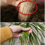 9 Clever & Practical Pine Cone Uses in the Home & Garden