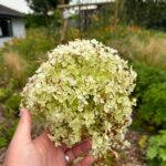 Why You Should Grow A Clover Lawn Instead Of Grass