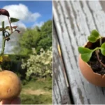 How to Avoid Black Nails After Gardening: Grandparents’ Secret Method