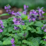 11 Plants That Act as Natural Insect Repellents