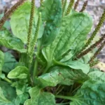 Why Dandelion Roots are the Most Important Part of the Plant