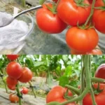 How to Grow Tomatoes Without Soil: A Comprehensive Guide