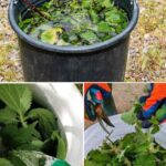 Spray This Simple Mixture and Get Rid of Weeds in Your Garden Easily!