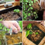 How to Grow Hydrangea from Cuttings