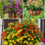 The Best 15 Beautiful Climbing Plants for Containers