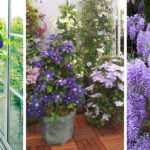 Keep Your Hanging Baskets Blooming All Summer Long