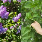 How to Easily Clean & Sharpen Your Pruning Shears