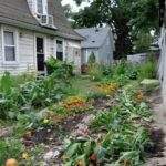 Use these 6 secret tips before planting tomatoes to grow a huge crop of tomatoes