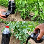 How to Grow Tomatoes Fast and Achieve Big Harvests at Home