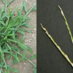 The Hidden Power of Dandelion: The Unpretentious Wonder of Nature