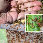 Bay Leaves in the Washing Machine: The Surprising Hack That Will Leave You Speechless